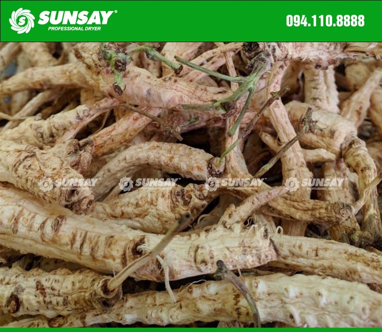Sâm sấy lạnh giữ nguyên màu sắc và giá trị dinh dưỡng 